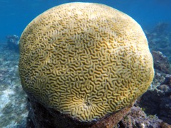 Symetrical Brain Coral